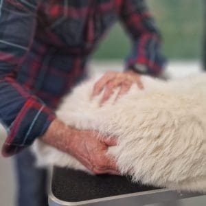 Etiopathie Canine - Formation continue 3 séminaires